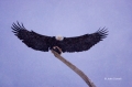 Kenai-Peninsula;Bald-Eagle;Flight;Haliaeetus-leucocephalus;Alaska;Birds-of-Prey;